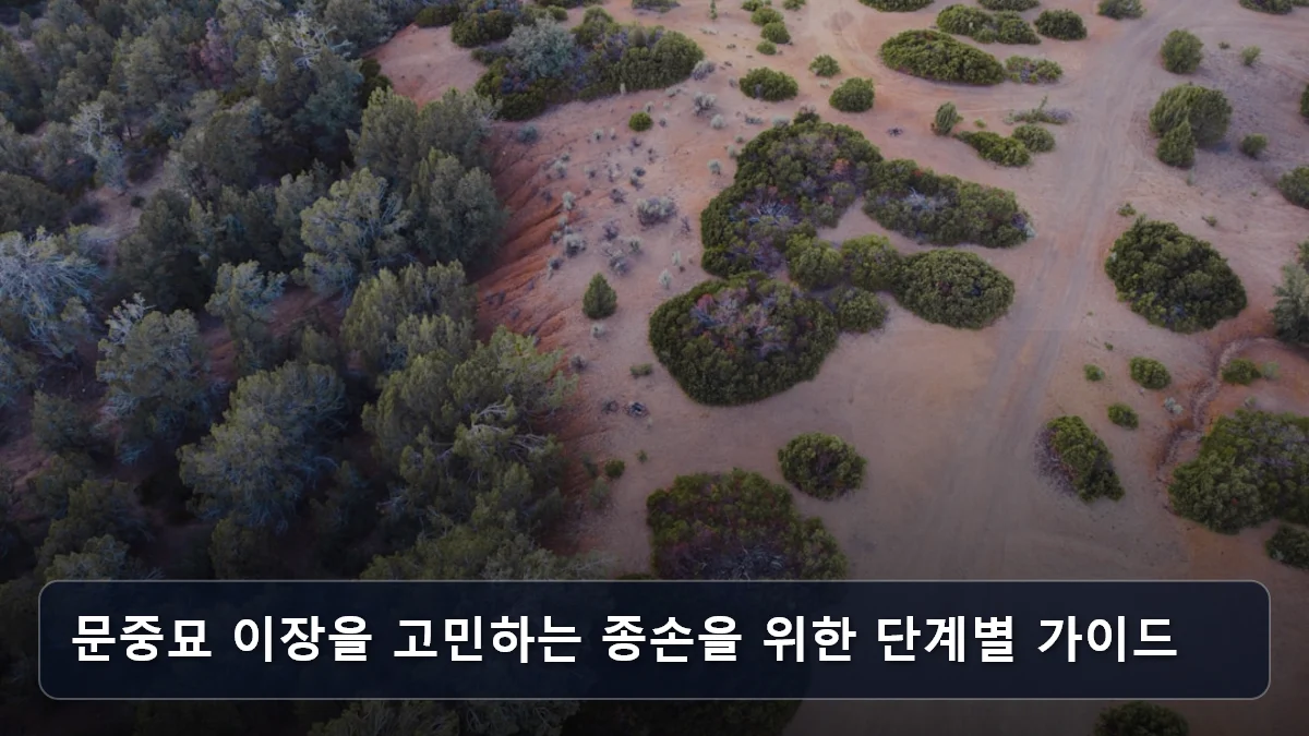 문중묘 이장을 고민하는 종손을 위한 단계별 가이드 관련 이미지