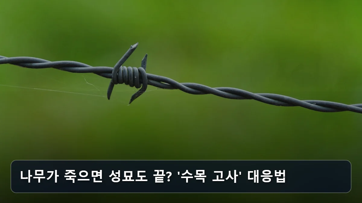 나무가 죽으면 성묘도 끝? '수목 고사' 대응법 관련 이미지