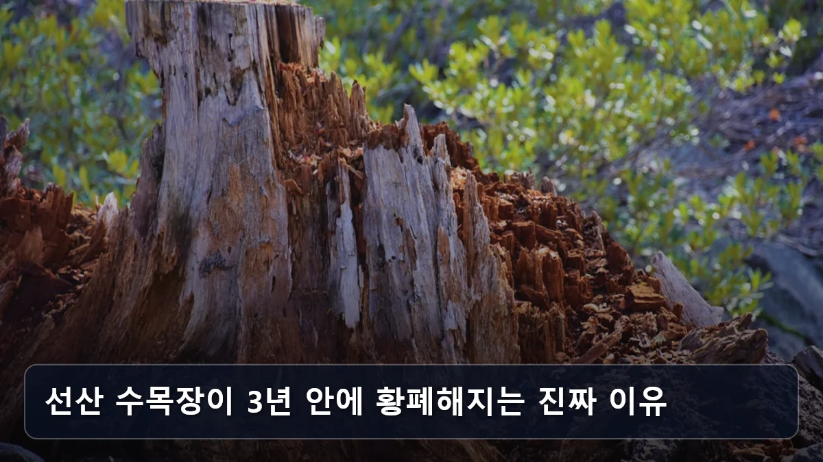 선산 수목장이 3년 안에 황폐해지는 진짜 이유 관련 이미지
