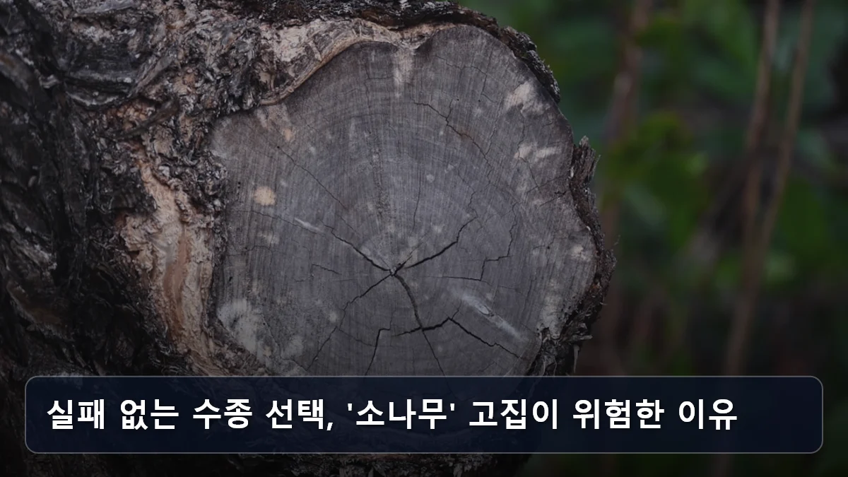 실패 없는 수종 선택, '소나무' 고집이 위험한 이유 관련 이미지